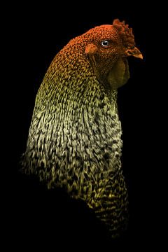 Amber Avifauna - Portrait of a Showing Rooster by Femke Ketelaar