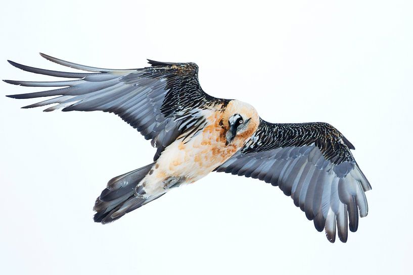 Adult Bearded Vulture (Gypaetus barbatus barbatus par AGAMI Photo Agency