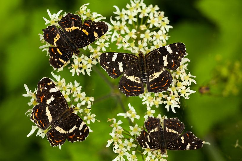 Landkaartjes buffet II par Ralph Jongejan