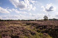 Heath on the Gasterse Duinen