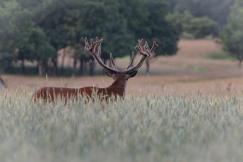 Red deer in wheat field