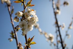 Kirschblüte von Theo Klos