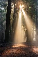 The magical light in the forest