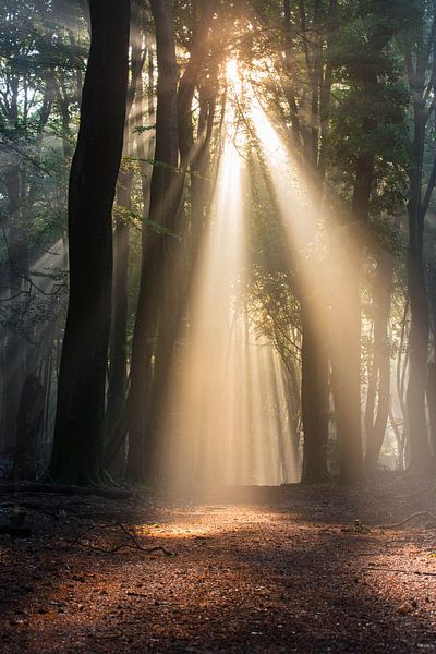 Das magische Licht im Wald von Paul Begijn