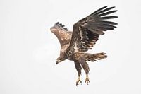 Oiseau de proie (aigle) volant dans le ciel