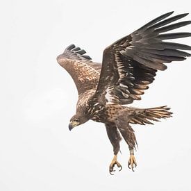 Vliegende roofvogel (arend) in de lucht van Nicky Depypere