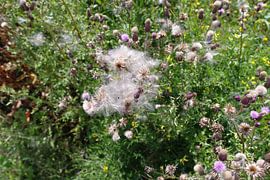 Den Bosch - Gement von Sjoerd B