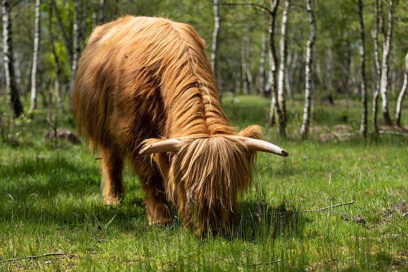 Grazing Scottish Highlander! by Peter Haastrecht, van