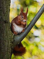 Rest on the forest edge