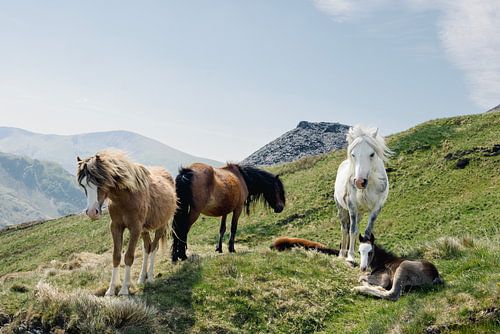Berg, paarden en veulen