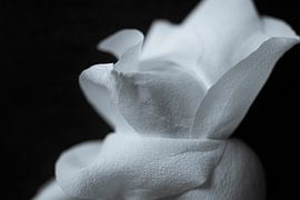 Dans la série noire Roses "To be loved" (pour être aimé)