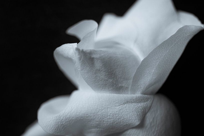 In der dunklen Serie Roses 'To be loved' von Foto Studio Labie