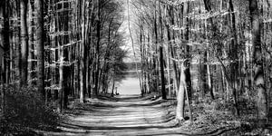 Weg zum See