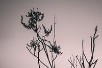 Blad Kunst Macrofotografie Zwart Wit