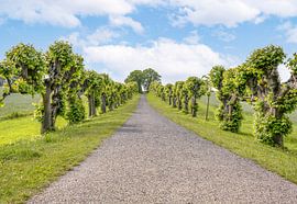 Baumallee von Johann Pavelka