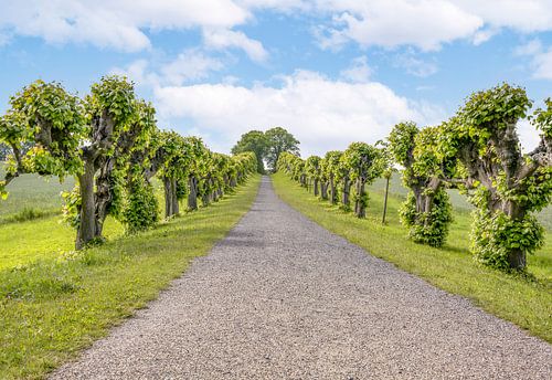 Allée d'arbres
