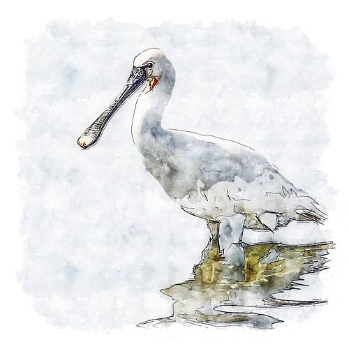 The spoonbill (watercolour)
