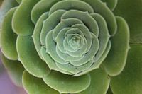 Groene plant met diepte. 