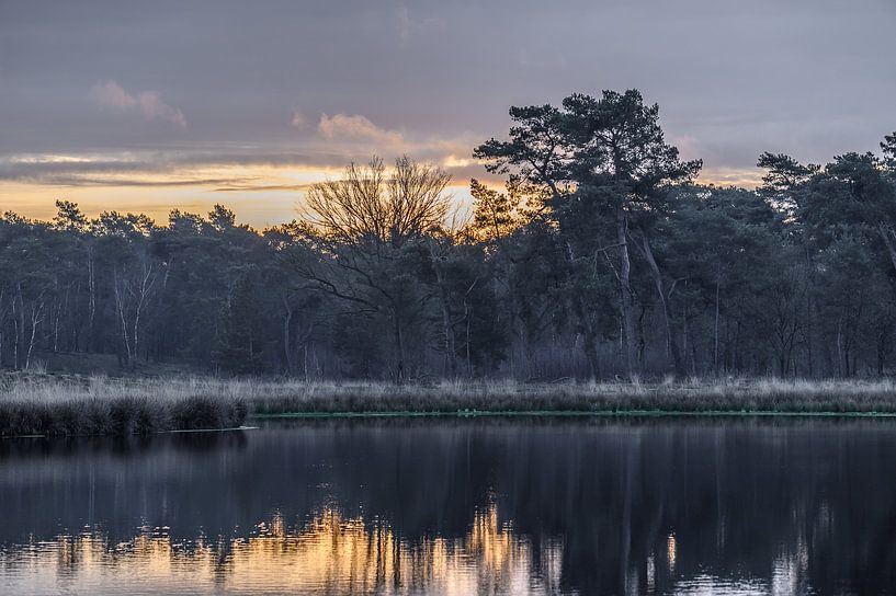 marsh on the Maasduinen by Tania Perneel