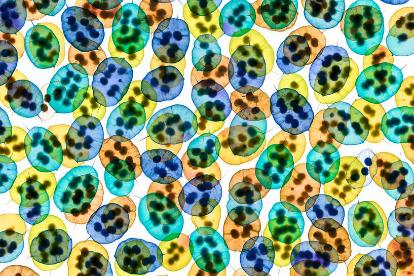 Judas Pfennigkraut Samen von Elles Rijsdijk