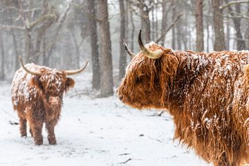 Portret van een Schotse Hooglander koe in de sneeuw