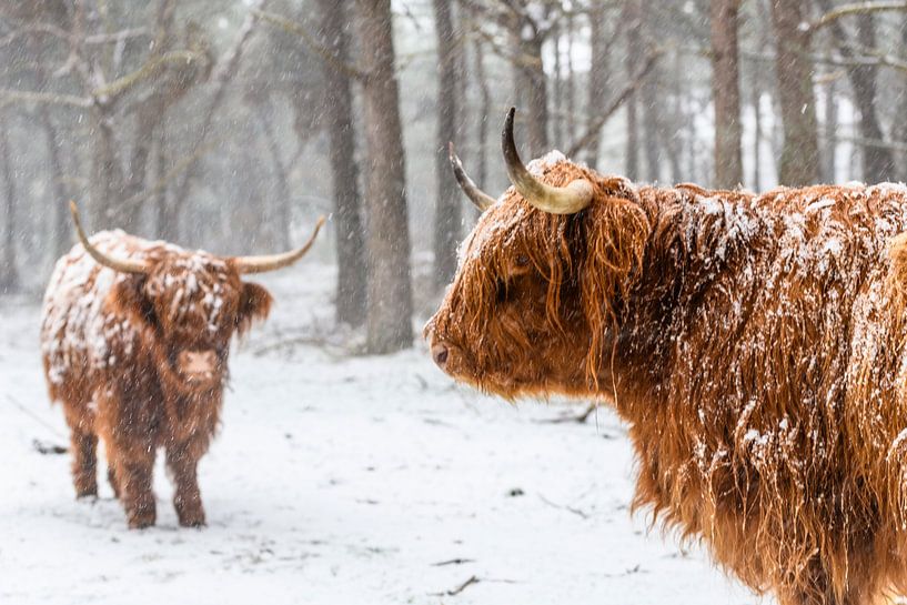 Portrait d'une vache écossaise Highlander dans la neige par Sjoerd van der Wal Photographie