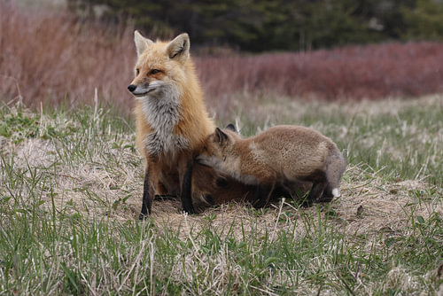 A red fox (Vulpes vulpes) nursing its young, Newfoundland, Canada.