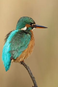 Kingfisher portrait. sur Astrid Brouwers
