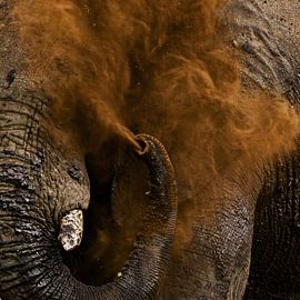 Sanddusche von FotovandeGraaff Wildlife fotografie Afrika