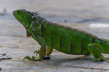 USA, Florida, Giant green lizard, Iguana side view on ground by adventure-photos