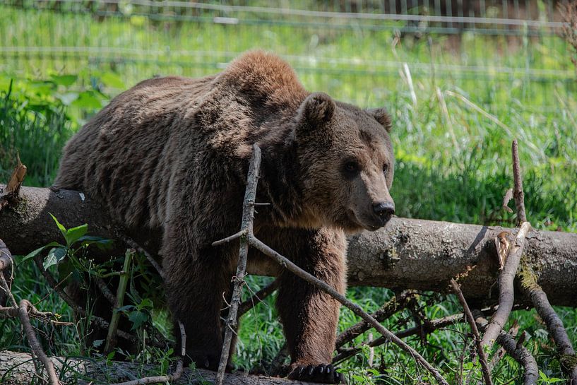 Bear by Julia Schellig