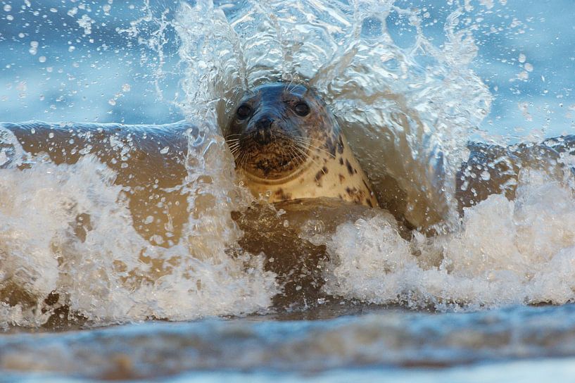 Le phoque gris brise les vagues par Jeroen Stel