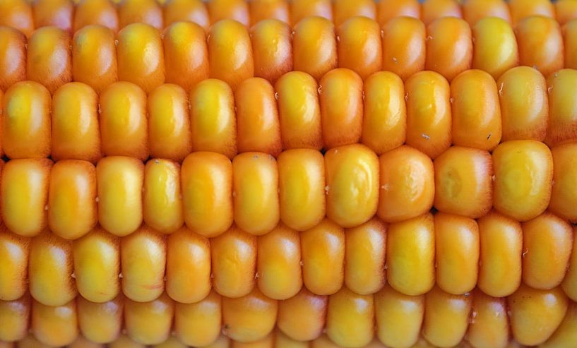 Épis de maïs par Edgar Schermaul