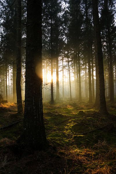 Forest Beetsterzwaag by Jeen Arendz