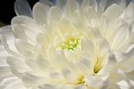 Le pouvoir des fleurs blanches par Suzan (Suus) Buskes Aperçu