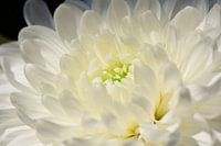 The power of white flowers