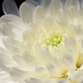 Le pouvoir des fleurs blanches sur Suzan (Suus) Buskes