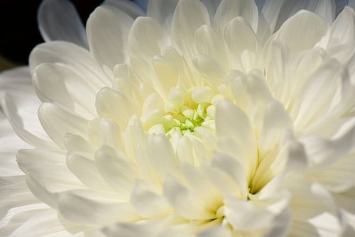 Le pouvoir des fleurs blanches