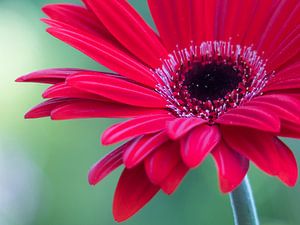 Gerbera rouge Flowerpower sur Mirakels Kiekje