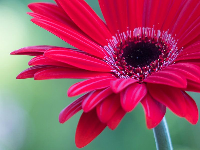 Gerbera rouge Flowerpower par Mirakels Kiekje