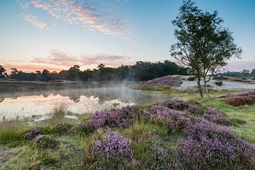 Paarse heide langs de bosvijver op landgoed heidestein!