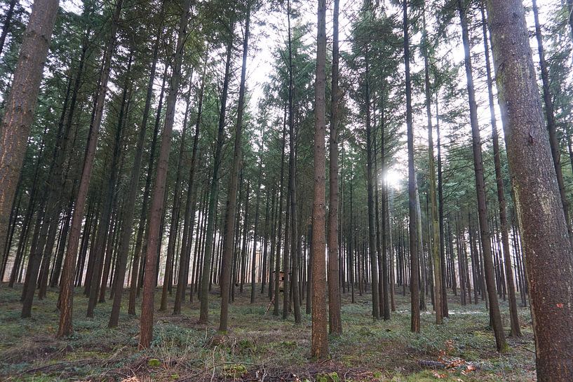 Gros plan de conifères dans une forêt au printemps et avec du soleil par creativcontent