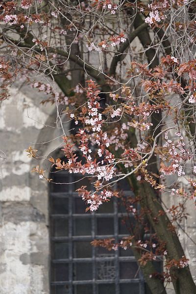 Springtime in Gent van Andreas Wemmje