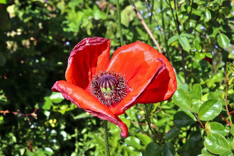 Red corn poppy flower against green background by MPfoto71