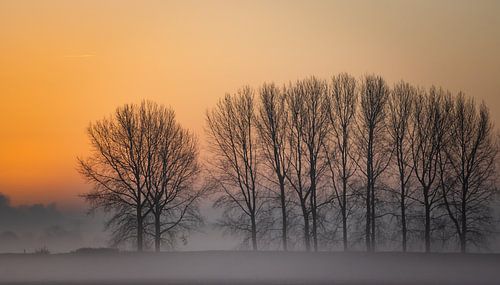 Bomen in de mist tijdens zonsopkomst