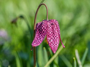 Schachblume