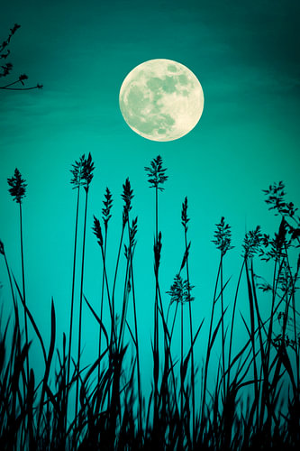Full moon over grasses
