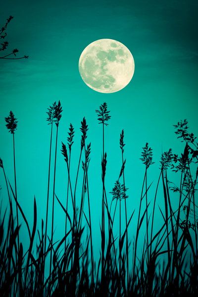 Vollmond über Gräsern von Poster Art Shop