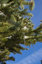 icicles in a tree by Andrea Ooms