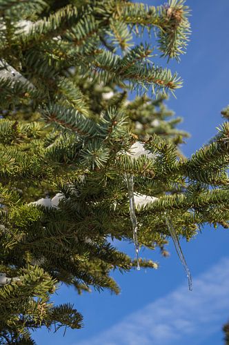ijspegels in een boom